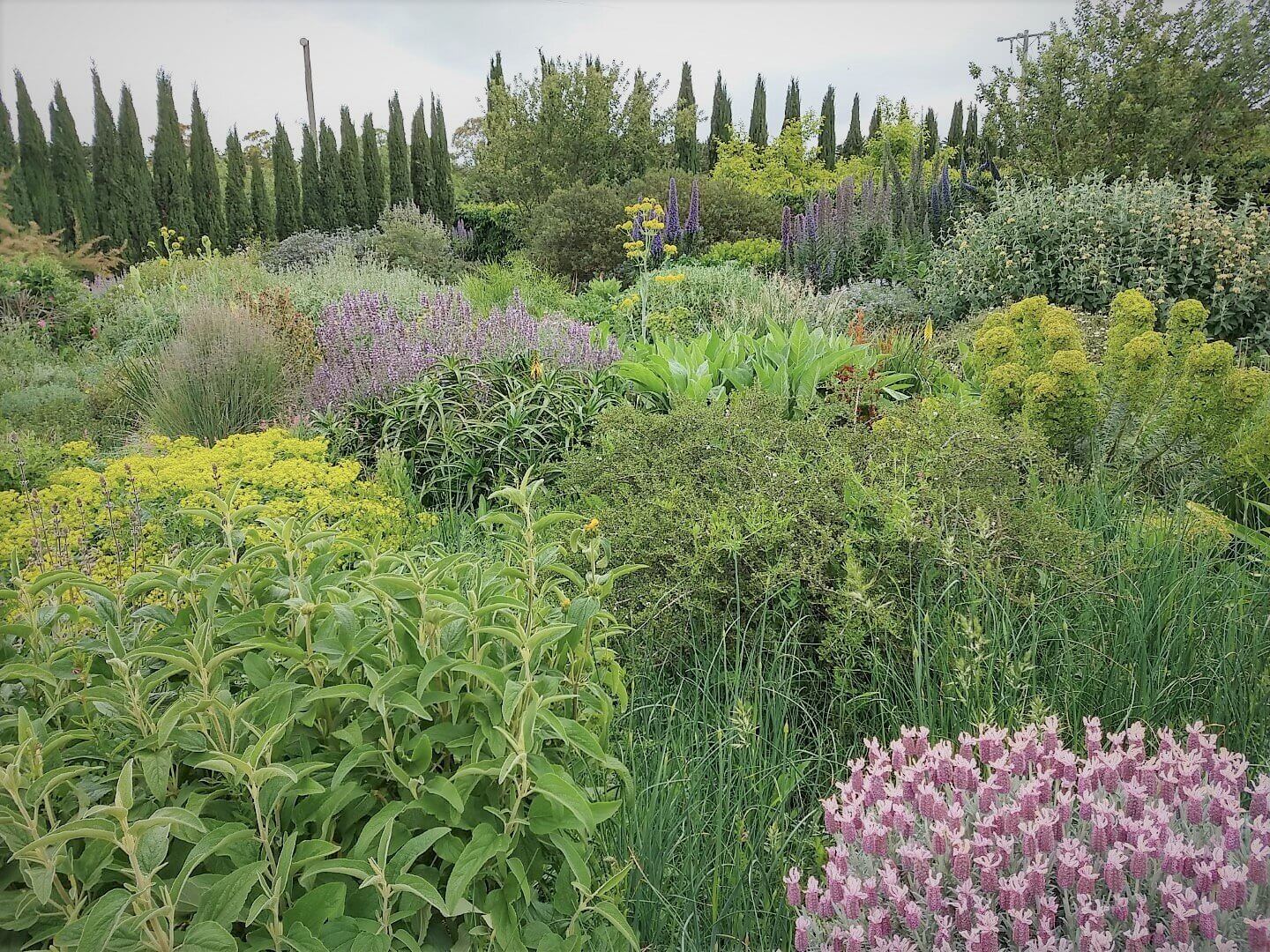 Mediterranean Gardens in Australia - Living Senses